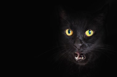Closeup Black Cat  clipart