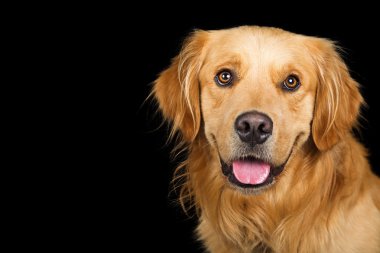 Portre mutlu Golden Retriever köpek 