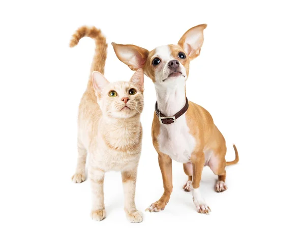 Chihuahua hund och unga Orange Tabbykatt — Stockfoto