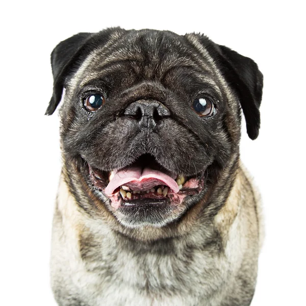 Feliz Pug cão de raça pura — Fotografia de Stock