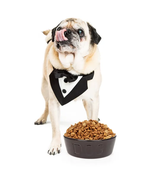 Perro elegante con comida para perros gourmet — Foto de Stock