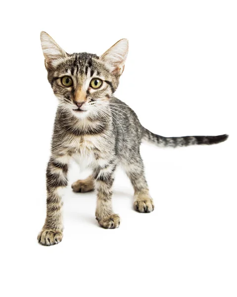 Little Tabby Kitten — Stock Photo, Image