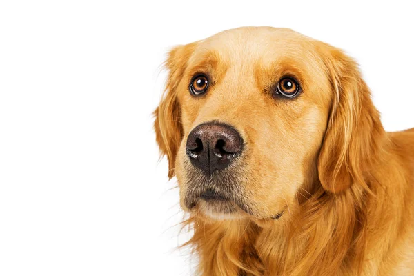 Golden Retriever Dog — Stock Photo, Image