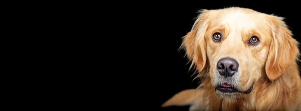 Yatay Banner Golden Retriever köpek — Stok fotoğraf