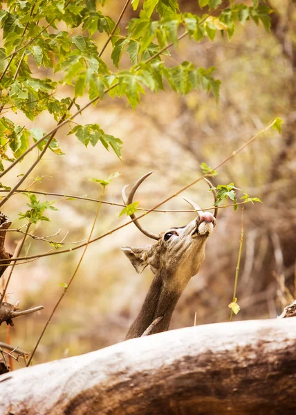 Muldyr hjort spiser off Tree - Stock-foto