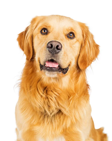 Happy Purebred Golden Retriever Dog — Stock Photo, Image