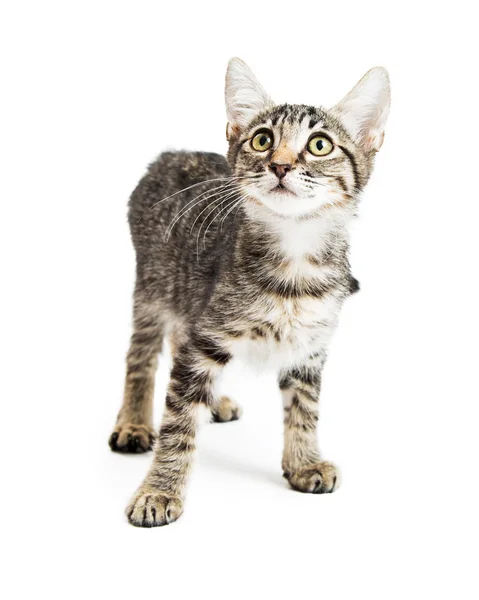 Bonito pouco Tabby gatinho de pé — Fotografia de Stock