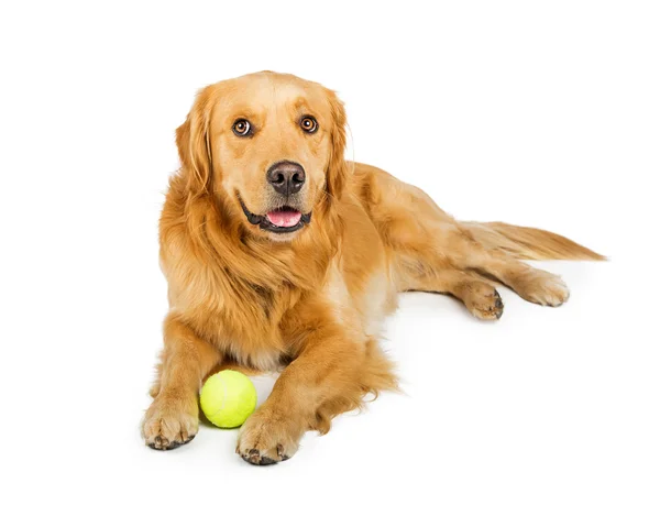 Szczęśliwy pies golden retriever — Zdjęcie stockowe