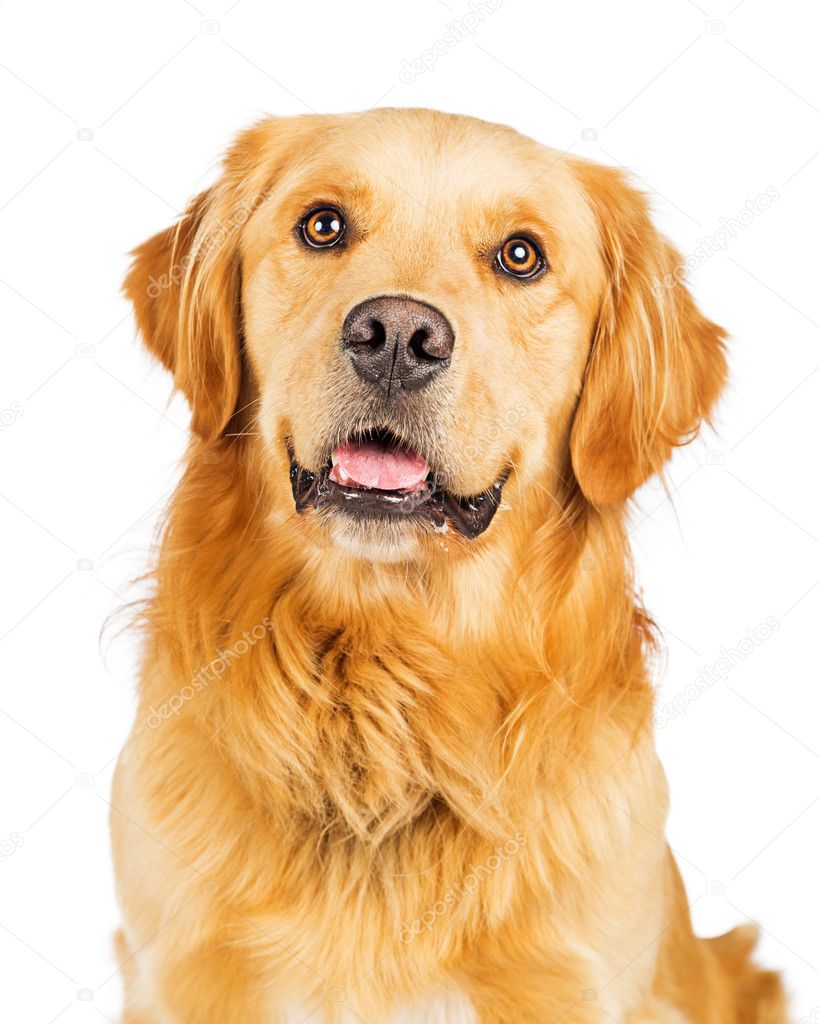 Happy Purebred Golden Retriever Dog