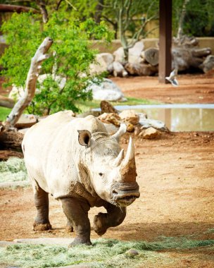 Phoenix Hayvanat Bahçesi'nde yeni Beyaz Rhino