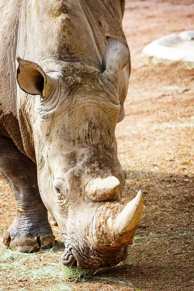 フェニックスの動物園で新しい Rhino をクローズ アップ — ストック写真