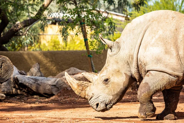 피닉스 애리조나 동물원에서 새로운 코뿔소 — 스톡 사진