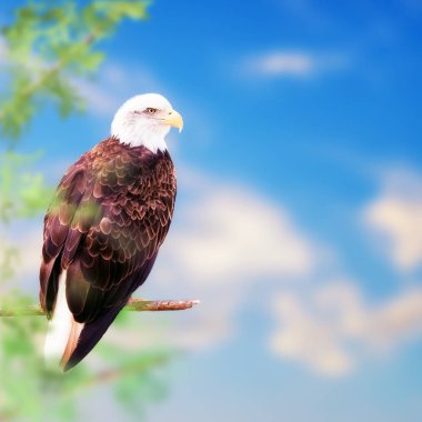 Amerikan kel kartal 