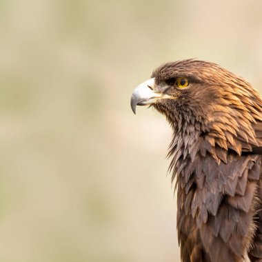 Amerikan altın kartal