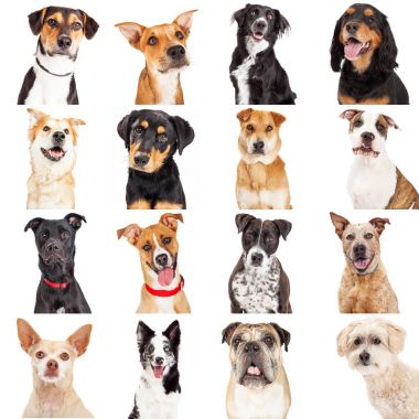 Birden çok azman köpek seti