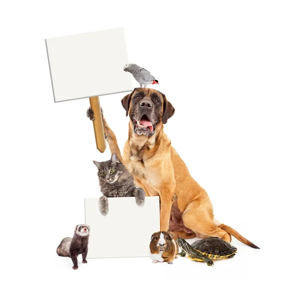Grupo doméstico de mascotas con signos en blanco — Foto de Stock