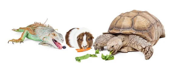 Mascotas exóticas comiendo juntas — Foto de Stock