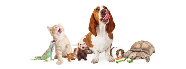 Groep van hongerige huisdieren — Stockfoto