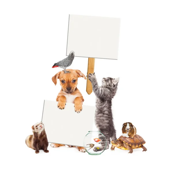 Grupo de mascotas con signos en blanco — Foto de Stock