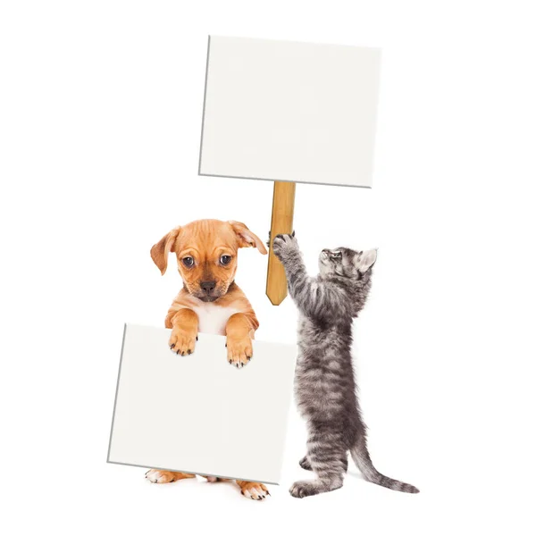 Filhote de cachorro e gatinho segurando sinais em branco — Fotografia de Stock