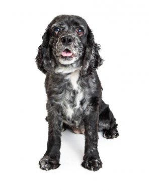 Yavru horoz İspanyol karışık doğurmak köpek