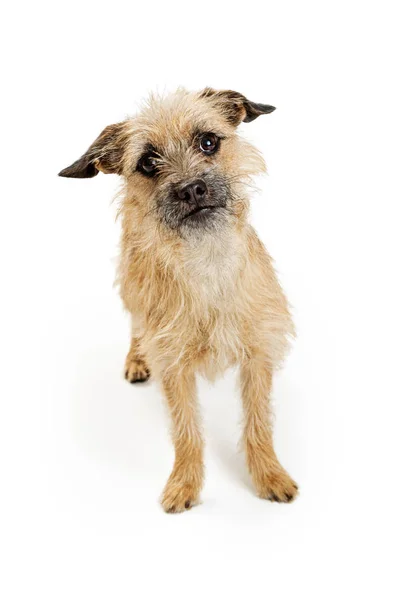 Border Terrier perro de raza mixta — Foto de Stock