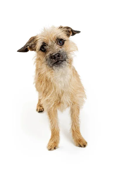 Border Terrier blandad ras hund — Stockfoto