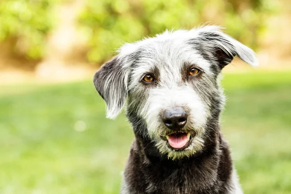 Perro de raza Terrier mixto — Foto de Stock