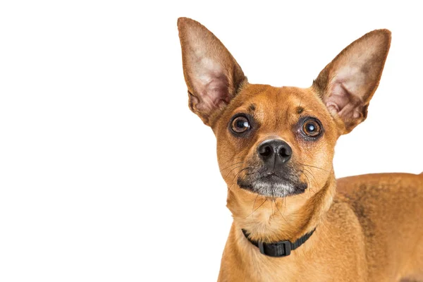 Color marrón Chihuahua cruzado perro — Foto de Stock