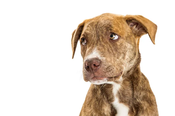 Cute puppy with sad and guilty expression — Stock Photo, Image