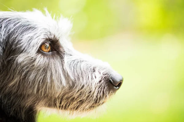 Câine de rasă terrier mixt — Fotografie, imagine de stoc