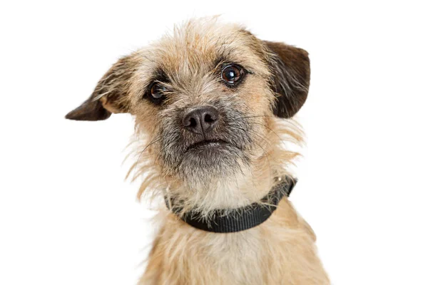 Border Terrier-nordikus aranyos kutya — Stock Fotó