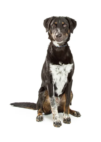 Medium-sized mixed breed dog — Stock Photo, Image