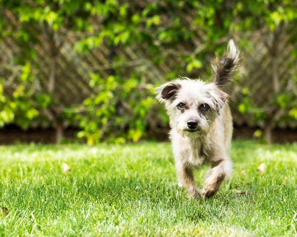 Söt terrier hund körs i grönt gräs — Stockfoto