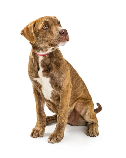 Puppy hondje met rode kraag — Stockfoto
