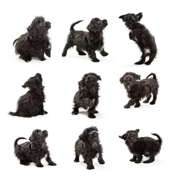 Σύνολο των σκύλων μαύρο μαλτέζικη κουτάβι — Φωτογραφία Αρχείου