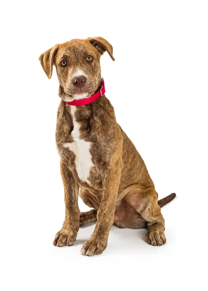 Cachorro cão com colarinho vermelho — Fotografia de Stock