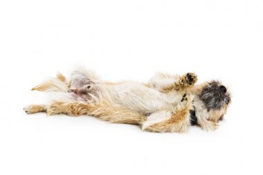 Dog rolling over onto back clipart