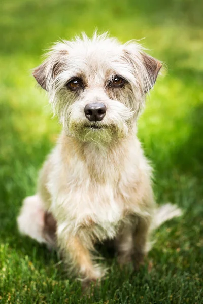 Cute terrier dog sitting in green grass — Stock Photo, Image