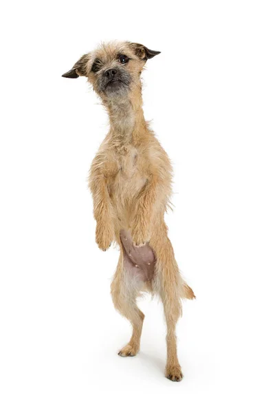 Fronteira Terrier mestiço cão — Fotografia de Stock
