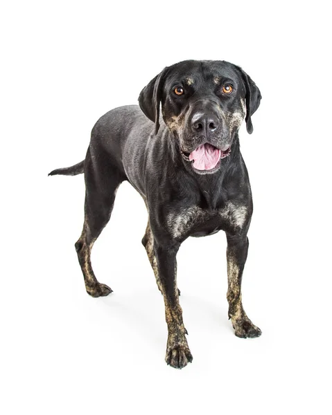 Misto cão de raça grande — Fotografia de Stock