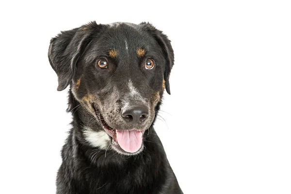 Svart och tan färg Blandras hund — Stockfoto