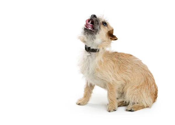 Terrier frontière mignon — Photo