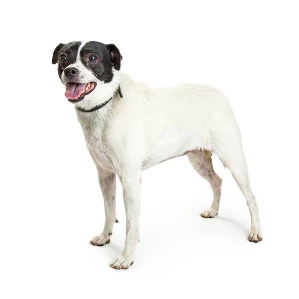 Szczęśliwy, Jack Russell terrier — Zdjęcie stockowe