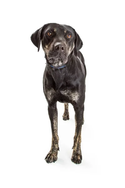 Perro de raza mixta grande — Foto de Stock