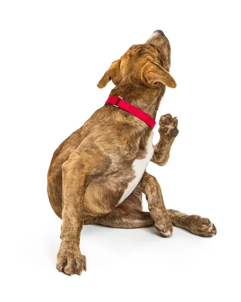 Cute puppy in red collar — Stock Photo, Image