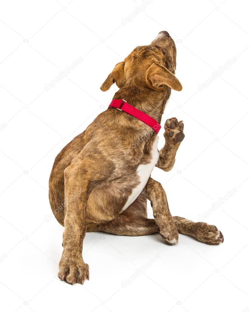 Cute puppy in red collar 