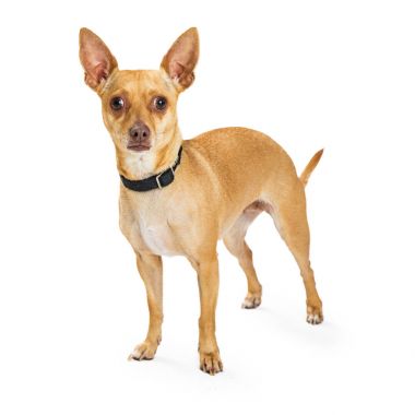 Tan color Chihuahua dog 