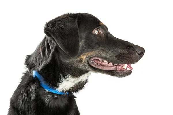 Glücklicher schwarzer Hund — Stockfoto