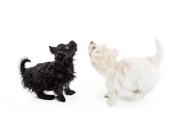 Cães malteses pretos e brancos — Fotografia de Stock